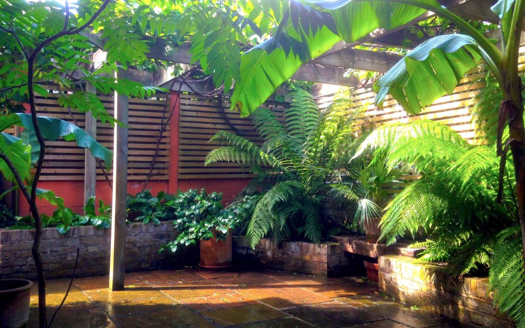 A tropical haven in North London